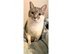 Adopt WHISKEY-FOSTER NEEDED a Gray or Blue (Mostly) Domestic Shorthair / Mixed