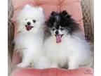 Adopt JOHNNY & FARLEY - BONDED PAIR a Pomeranian / Mixed dog in richmond