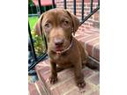 Adopt PUPPY CHOCOLATE JAZZ a Brown/Chocolate Labrador Retriever / Mixed dog in