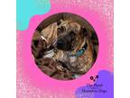 Adopt Timber a Brindle Mountain Cur / Mixed dog in Cumberland, RI (39186530)