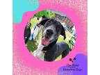 Adopt Lucy a Black Pointer / Mixed dog in Cumberland, RI (39186519)