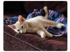 Adopt Nacho a Tan or Fawn Tabby Domestic Shorthair / Mixed (short coat) cat in