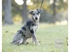 Adopt Farrah a Merle German Shepherd Dog / Great Dane / Mixed dog in Northport