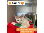 Adopt OAKLEY a Orange or Red Tabby Turkish Angora (short coat) cat in