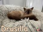 Adopt Drusilla a Himalayan / Mixed (short coat) cat in Douglasville