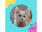 Adopt Imogen a White Domestic Mediumhair / Mixed cat in Cumberland