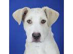 Adopt Charly a White - with Tan, Yellow or Fawn Golden Retriever / Labrador