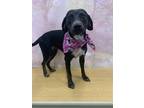 Adopt Brittany a Black - with White Beagle / Mixed dog in Bethel, CT (39186501)