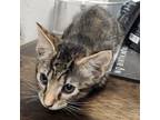 Adopt Caramel a Brown or Chocolate Domestic Shorthair / Mixed cat in Midland