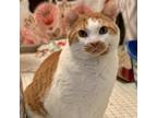 Adopt Junior a Orange or Red Domestic Shorthair / Mixed cat in Philadelphia