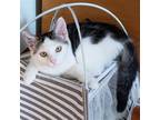 Adopt Chester a Gray, Blue or Silver Tabby Domestic Shorthair / Mixed (short
