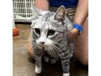 Adopt Agnus a Gray or Blue Domestic Shorthair / Mixed cat in Midland