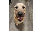 Adopt Howie a Black - with Tan, Yellow or Fawn Anatolian Shepherd / Mixed dog in
