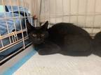 Adopt Peppa-kitten a All Black Domestic Shorthair / Mixed (short coat) cat in