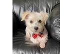 Adopt Daisy a White Toy Poodle / Mixed dog in Walnut Creek, CA (39186375)
