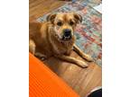 Adopt Brucee a Red/Golden/Orange/Chestnut Boxer / Chow Chow / Mixed dog in San