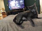 Adopt Luna a Gray or Blue Russian Blue (short coat) cat in Clawson