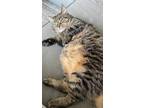 Adopt Hazel a Tiger Striped Tabby (short coat) cat in West Allis, WI (39182229)