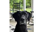 Adopt Milo a Black Labrador Retriever / Great Dane / Mixed dog in Alexandria