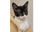 Adopt Beckett a All Black Domestic Shorthair / Domestic Shorthair / Mixed cat in