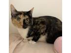 Adopt Callie a Tortoiseshell Domestic Shorthair / Mixed cat in Nashville