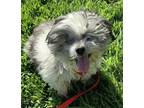 Adopt K212 / Daisy* a Shih Tzu / Mixed dog in Pomona, CA (39111130)