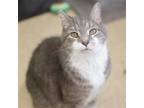 Adopt Captain Anchovy a Gray, Blue or Silver Tabby Domestic Mediumhair / Mixed