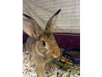 Adopt David Hasselhop a Other/Unknown / Mixed rabbit in Lincoln, NE (39186158)