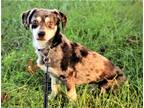 Adopt TINY TASHI MAN a Dachshund / Mixed dog in Hagerstown, MD (39117220)
