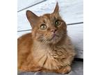 Adopt HENRY a Orange or Red Domestic Mediumhair / Mixed cat in Washington