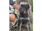 Adopt Milo a Gray/Blue/Silver/Salt & Pepper Mixed Breed (Medium) / Mixed dog in