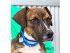 Adopt Shanti a Labrador Retriever / Boxer / Mixed dog in Golden, CO (39186058)