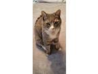 Adopt Gracie a Brown Tabby Tabby / Mixed (short coat) cat in Santa Rosa