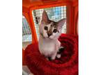 Adopt Fritzie a Brown Tabby Domestic Shorthair (short coat) cat in Encinitas
