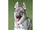 Adopt Papas a Siberian Husky / German Shepherd Dog / Mixed dog in Novato