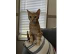 Adopt Cheddar a Orange or Red American Shorthair / Mixed (short coat) cat in