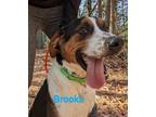 Adopt Brooks a White - with Brown or Chocolate Basset Hound / Jack Russell
