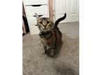 Adopt Onion a Brown Tabby Domestic Shorthair / Mixed (short coat) cat in