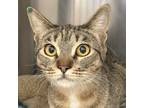 Adopt Casaba a Brown Tabby Domestic Shorthair / Mixed (short coat) cat in Walnut