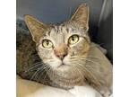 Adopt Honeydew a Brown Tabby Domestic Shorthair / Mixed (short coat) cat in