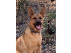 Adopt Duke a Tan/Yellow/Fawn - with Black German Shepherd Dog / Mixed dog in