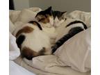 Adopt Sumi a Calico or Dilute Calico American Shorthair / Mixed (short coat) cat