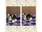 Adopt AMELIA a Calico or Dilute Calico Domestic Shorthair (short coat) cat in