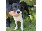 Adopt Cindy a Black - with White Border Collie / Mixed dog in Traverse City