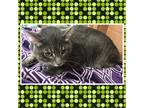Adopt LUKE a Gray, Blue or Silver Tabby Domestic Shorthair (short coat) cat in