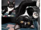 Adopt Chanterelle a Black & White or Tuxedo Domestic Shorthair / Mixed (short