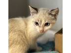 Adopt Sprout a Siamese / Mixed cat in Napa, CA (39185870)
