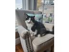 Adopt Peppa a Black & White or Tuxedo American Shorthair / Mixed (medium coat)