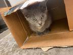 Adopt Alpha a Domestic Shorthair / Mixed (short coat) cat in Clinton