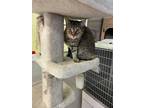 Adopt Jenny a Domestic Shorthair / Mixed cat in Vernon, BC (39185824)